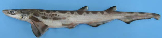 Galeus atlanticus_06.jpg